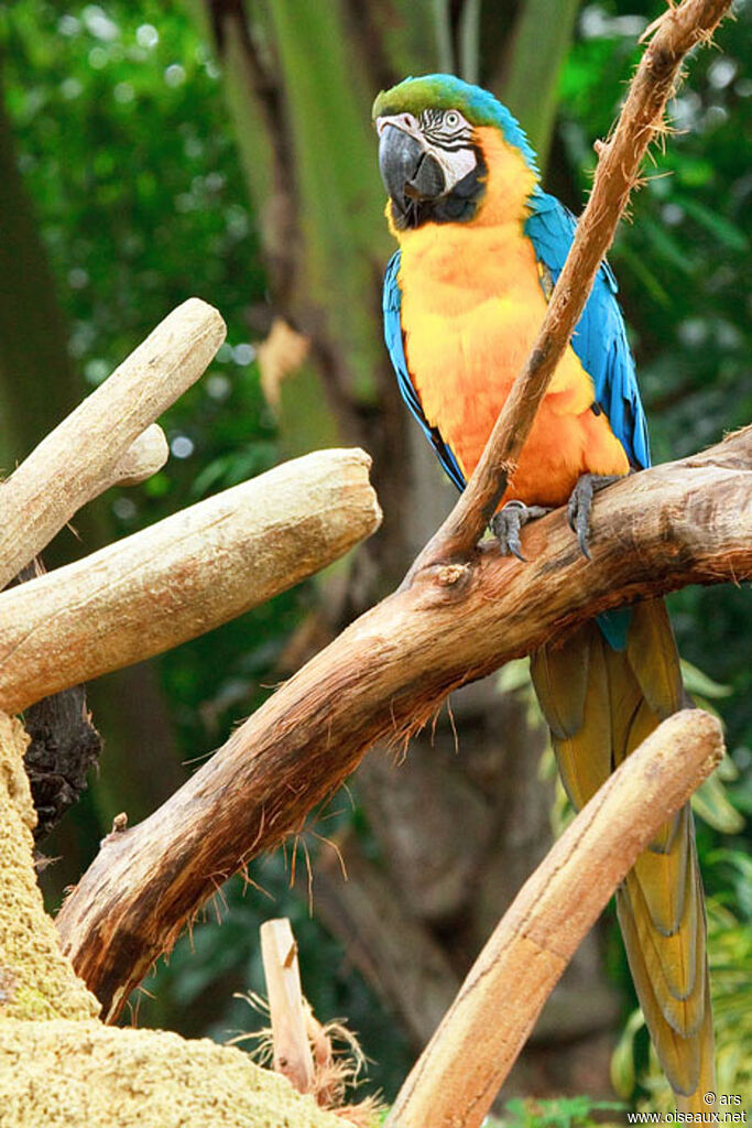 Blue-and-yellow Macaw, identification