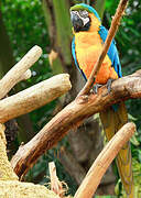 Blue-and-yellow Macaw