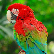 Red-and-green Macaw