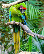 Great Green Macaw