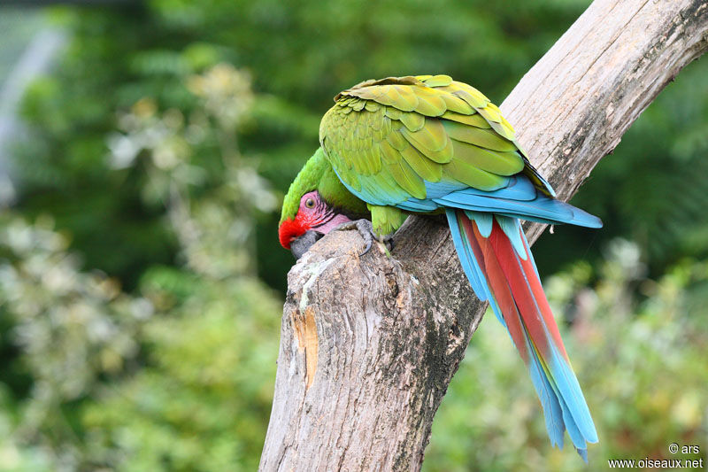 Military Macaw, identification