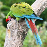 Military Macaw