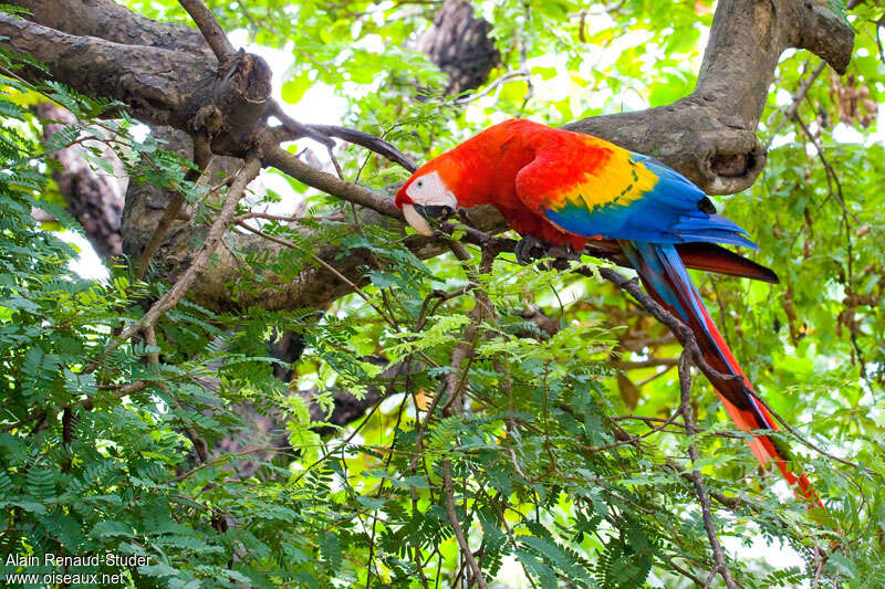 Scarlet Macawadult, identification, pigmentation, eats