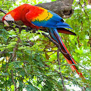 Scarlet Macaw