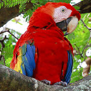 Scarlet Macaw