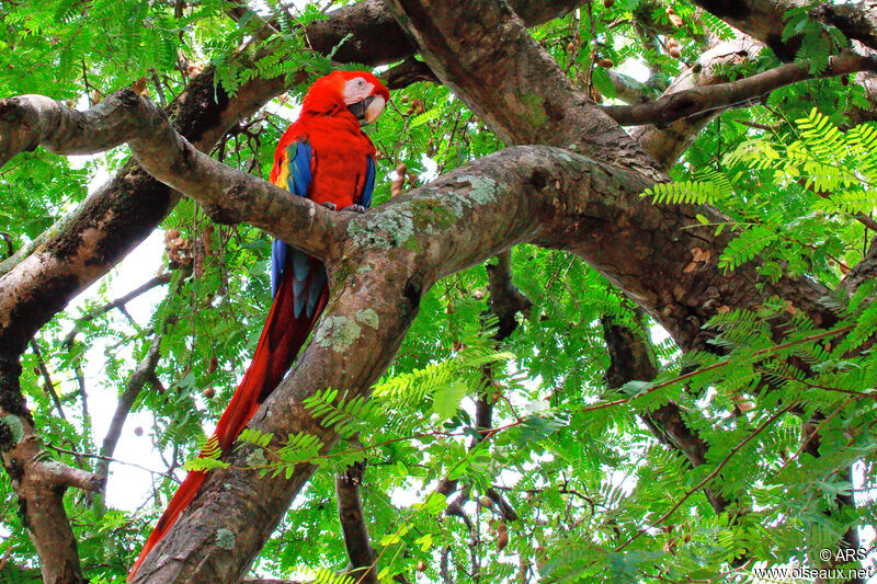 Scarlet Macaw, identification