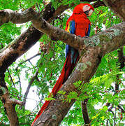 Scarlet Macaw