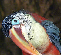 Curl-crested Aracari