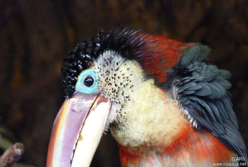 Curl-crested Aracari