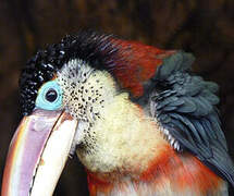 Curl-crested Aracari