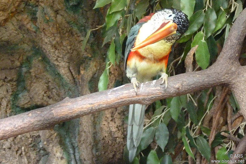 Curl-crested Aracari