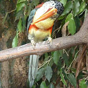 Curl-crested Aracari