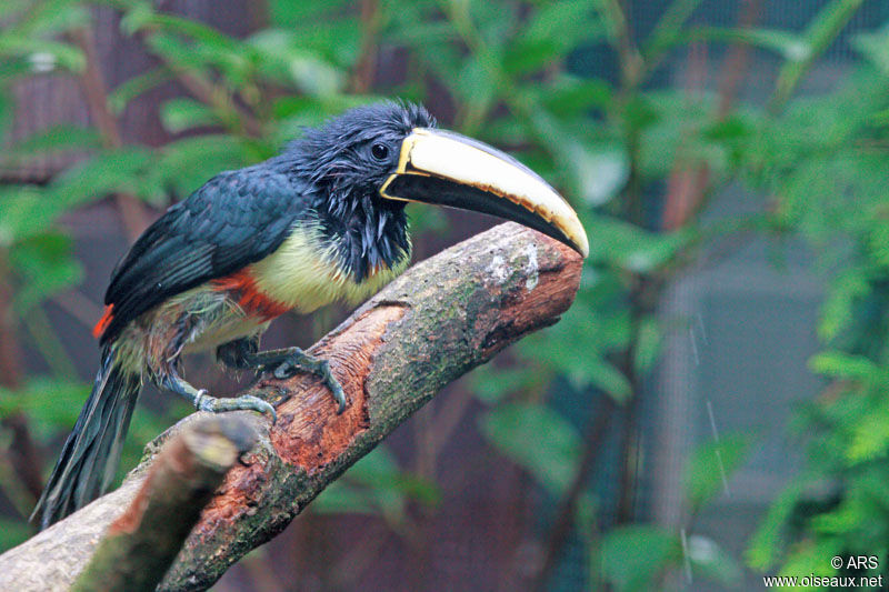 Black-necked Aracari, identification