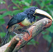 Black-necked Aracari