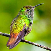 Rufous-tailed Hummingbird