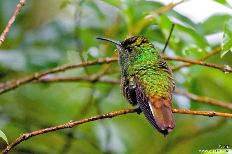 Rufous-tailed Hummingbird, identification