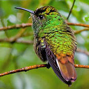 Rufous-tailed Hummingbird