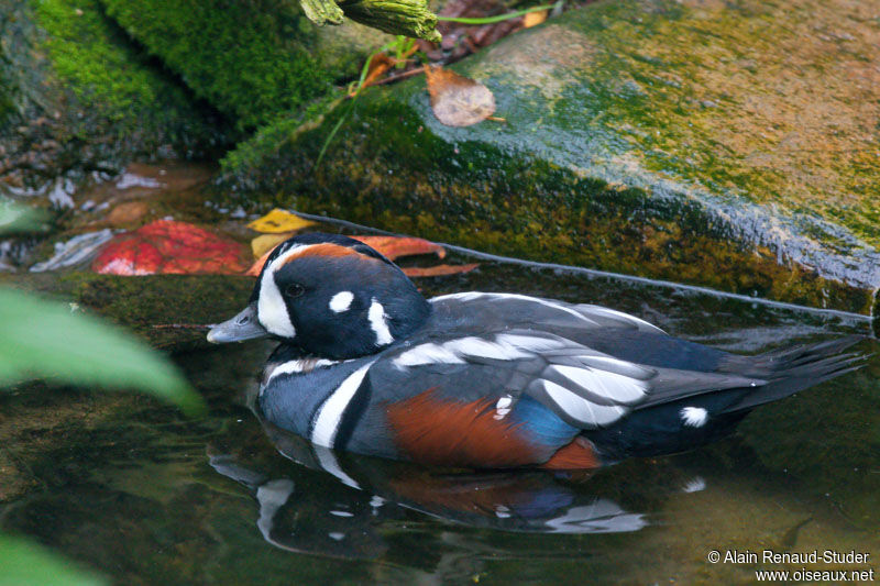 Arlequin plongeur mâle adulte, identification