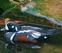 Harlequin Duck