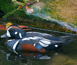 Arlequin plongeur