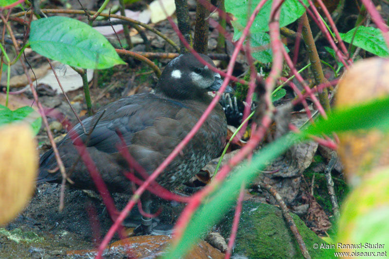 Arlequin plongeur femelle, identification