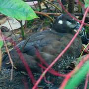 Arlequin plongeur