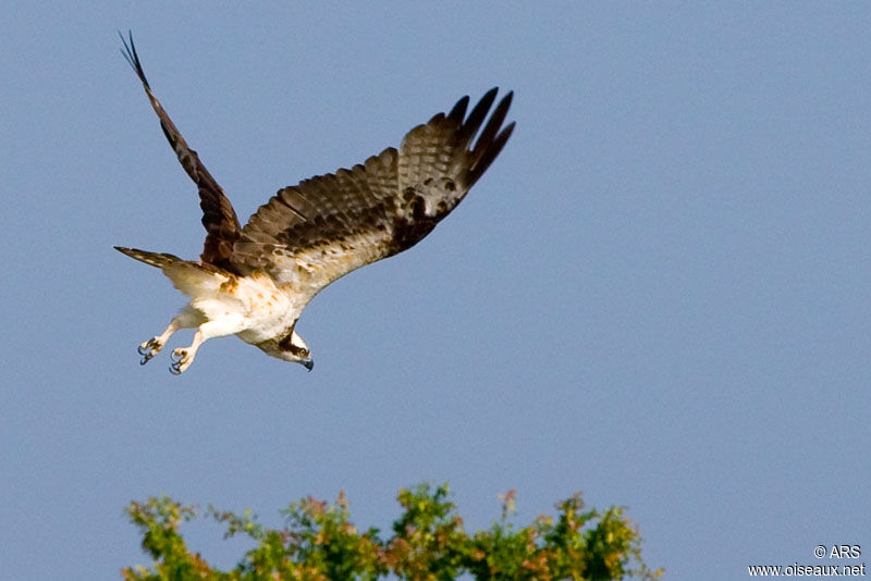 Ospreyadult, Flight