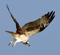 Western Osprey