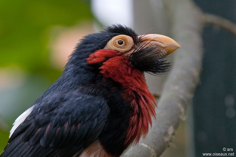 Bearded Barbet, identification