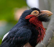 Bearded Barbet