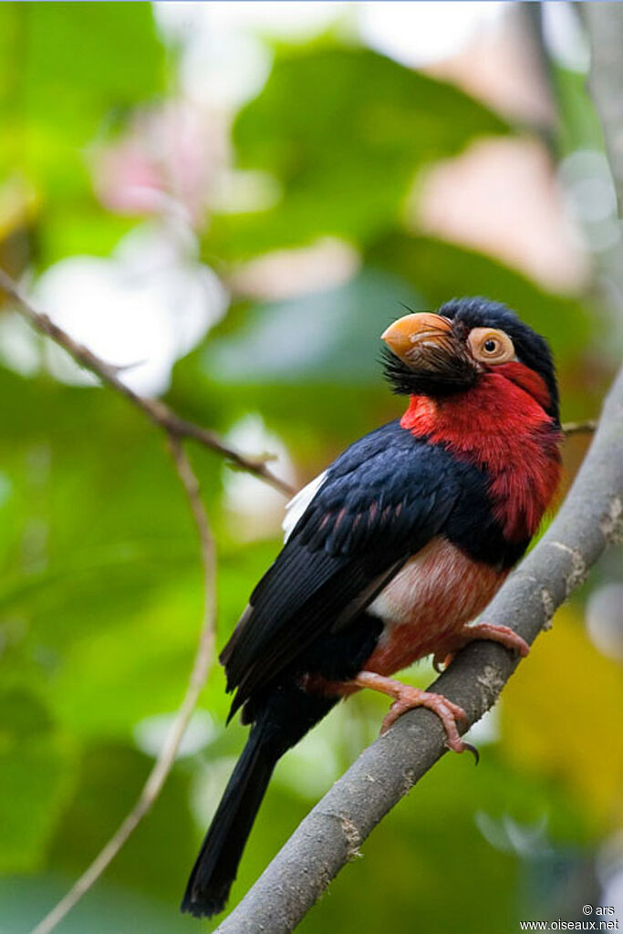 Bearded Barbet, identification