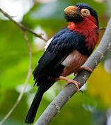 Bearded Barbet