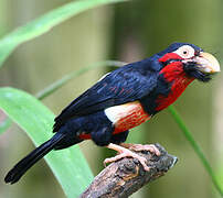 Bearded Barbet