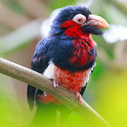 Bearded Barbet