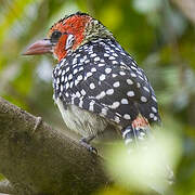 Red-and-yellow Barbet