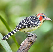 Red-and-yellow Barbet