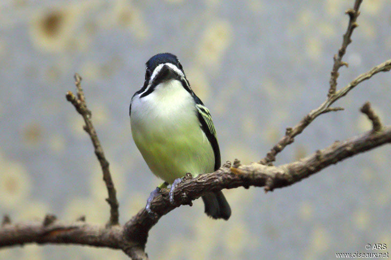 Yellow-rumped Tinkerbird, identification