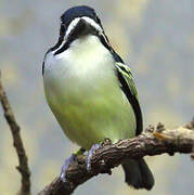 Yellow-rumped Tinkerbird