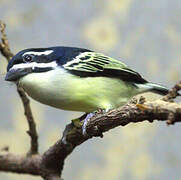 Yellow-rumped Tinkerbird