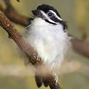 Yellow-rumped Tinkerbird