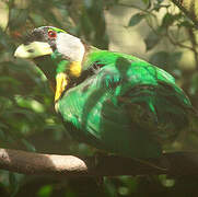 Fire-tufted Barbet