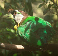 Fire-tufted Barbet