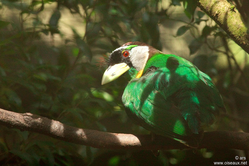 Barbu à collier, identification