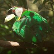 Fire-tufted Barbet