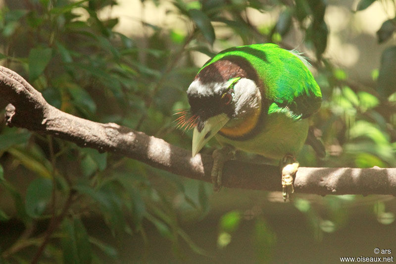 Fire-tufted Barbet, identification