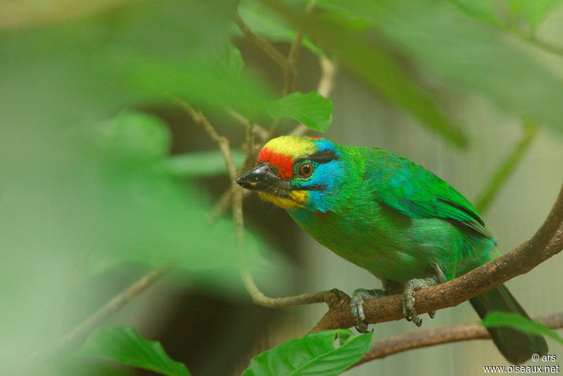 Black-browed Barbet, identification