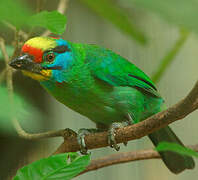 Black-browed Barbet