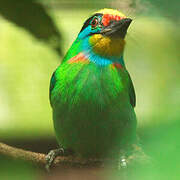 Black-browed Barbet