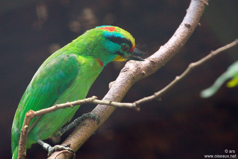 Black-browed Barbet, identification