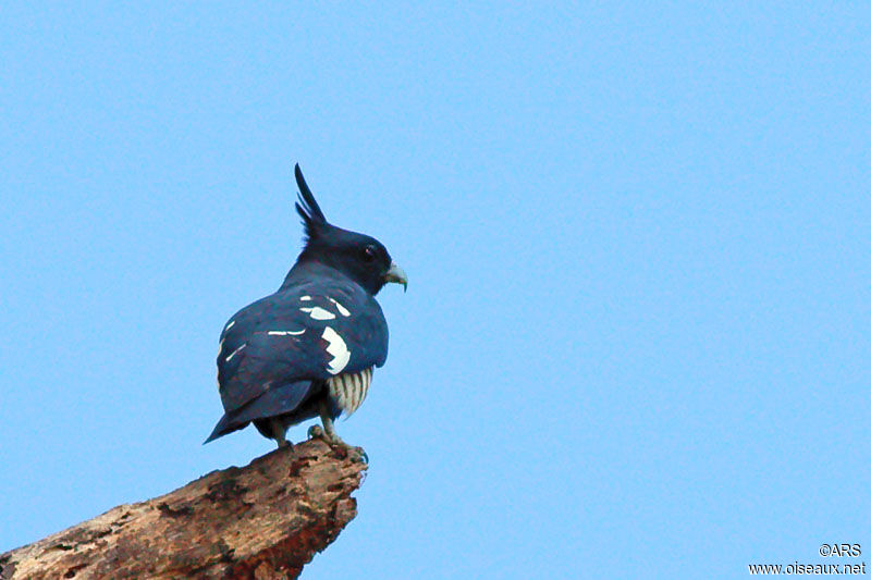 Black Baza, identification